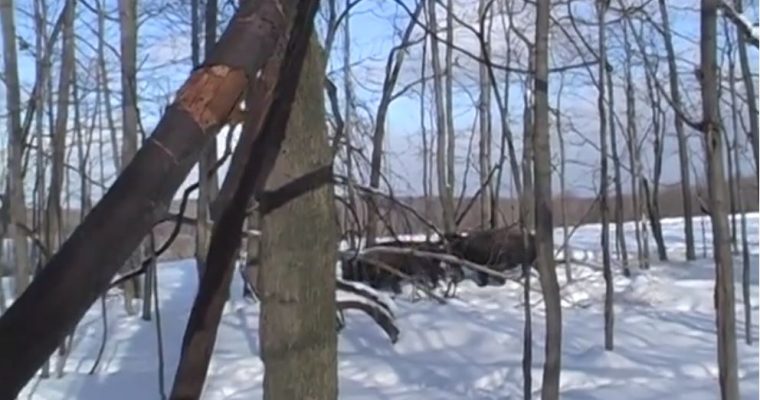 Bison Hunt In The Snow