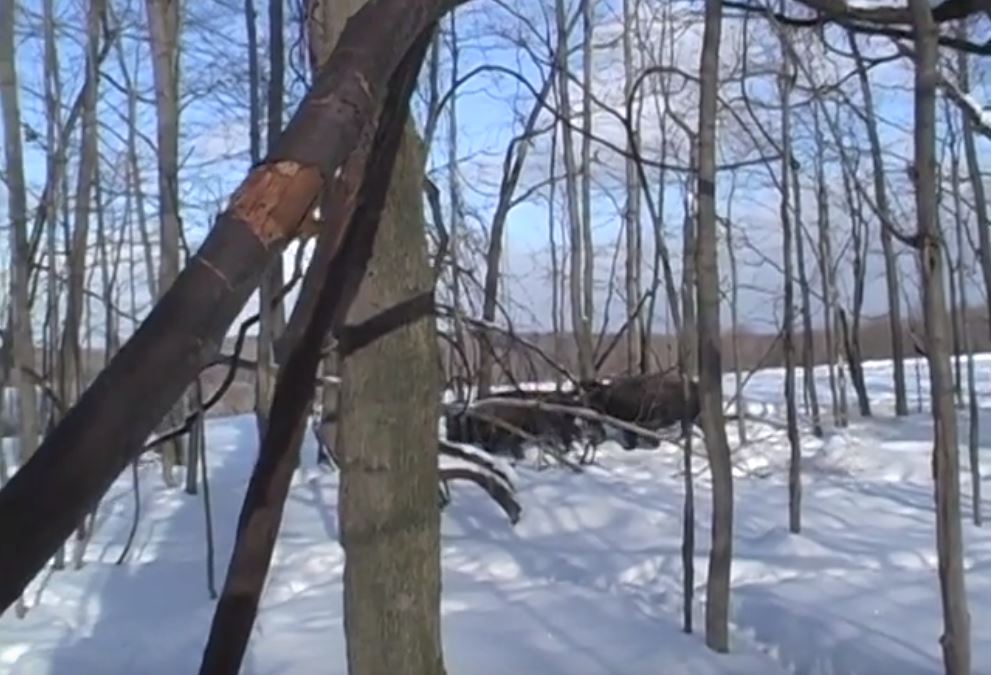 Bison Hunt In The Snow