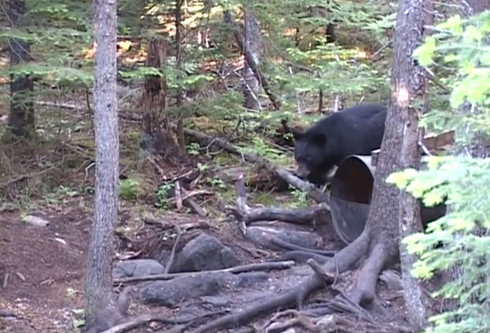 Spring Bear Throw Back Hunt